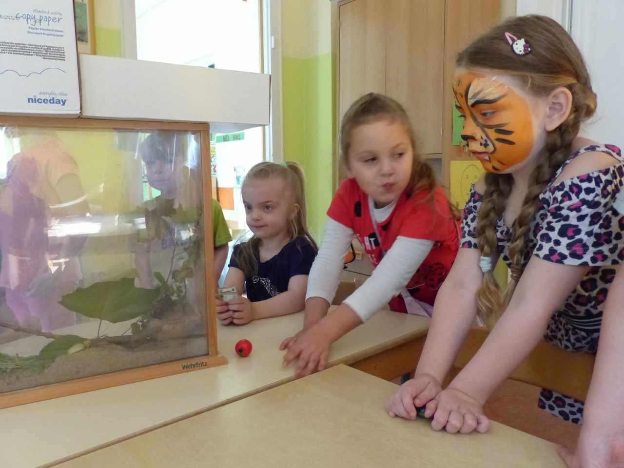 Wird aus der Raupe ein Schmetterling?